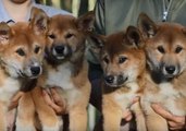 'Jurassic' Dingo Puppies Named After Significantly Less Cute Dinosaurs