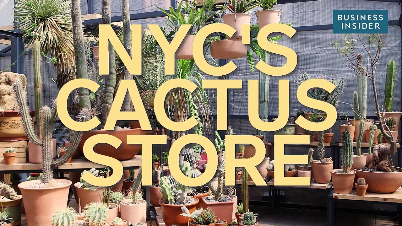 Why this cactus is listed for $250,000