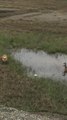 Two Geese Protect Chicks From Hungry Fox