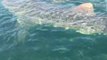 Fisherman Encounters Whale Shark Off Rosemary Beach, Florida