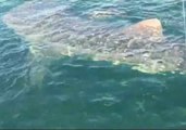 Fisherman Encounters Whale Shark Off Rosemary Beach, Florida