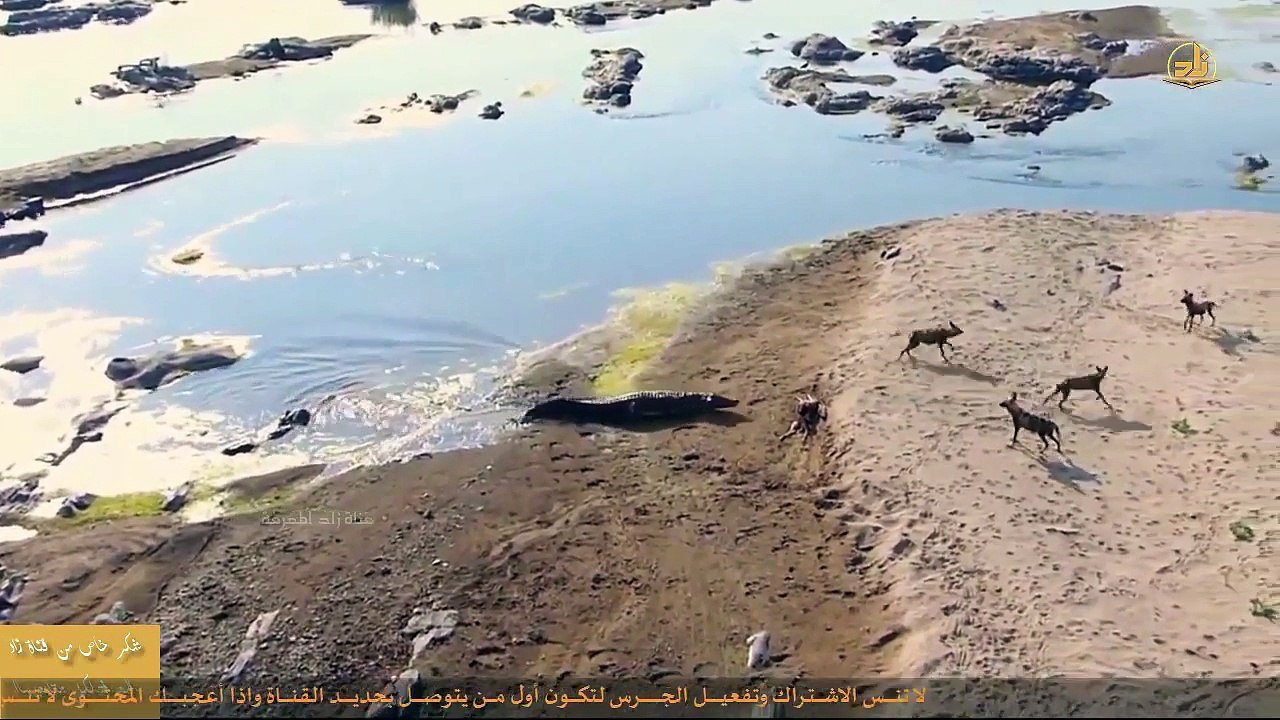 نهاية غير متوقعة لغزالة محاصرة بين تمساح وقطيع من الكلاب البرية !!