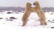 BBC Documentary 2018 | Polar Bears Are Fighting For Survival Part 1