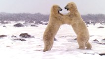 BBC Documentary 2018 | Polar Bears Are Fighting For Survival Part 1