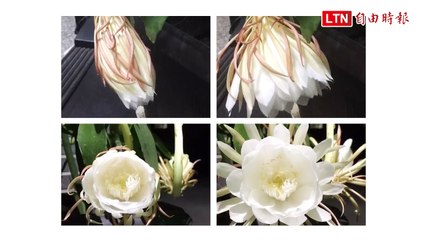 曇花綻放 37秒影像美麗直擊！