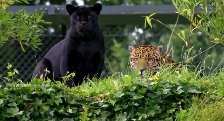 The Secret Life of the Zoo S03 - Ep07  7 HD Watch