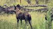 Amazing!! Hero Elephant Save Deer From Wild Dog Attack Hunt - Animals Attacks
