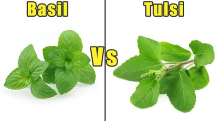 Does Basil Or Tulsi Help You Lose Weight? | Boldsky