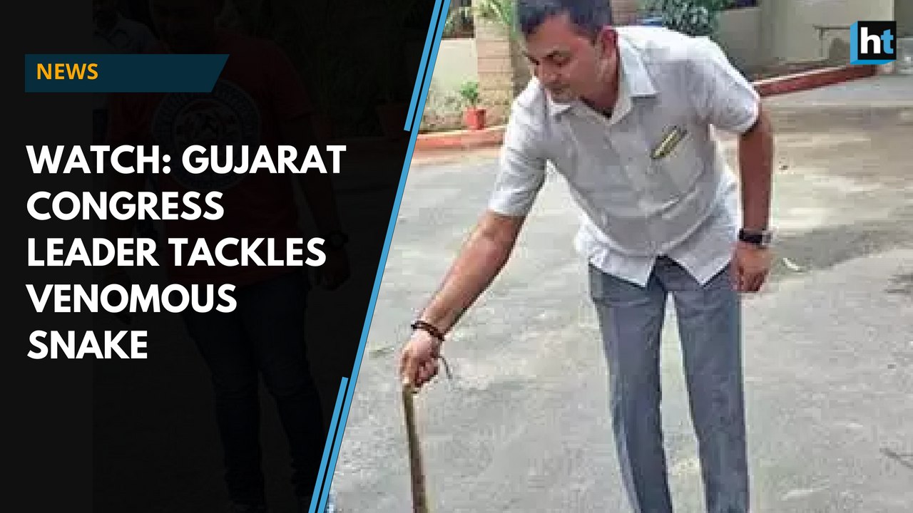Watch: Gujarat Congress leader tackles venomous snake