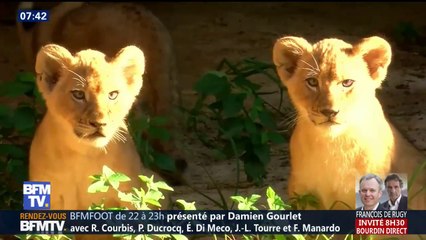 Ces 3 adorables lionceaux viennent de naître dans un zoo de Columbia