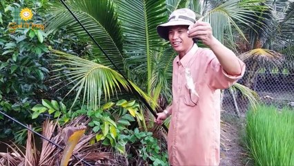 Thú Vui Điền Viên - Về Quê Câu Cá Rô Đồng