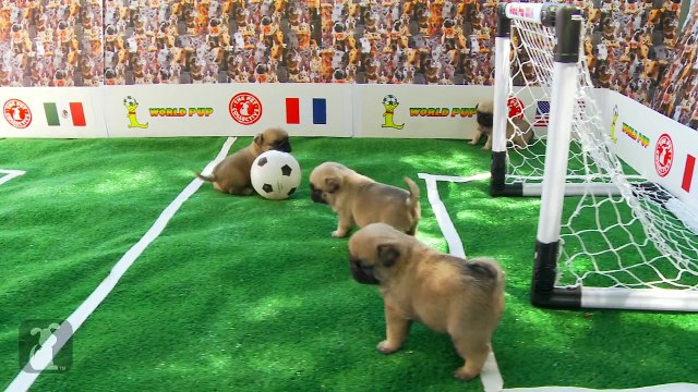 World Pup - Pug Puppies vs. Bichon Frise