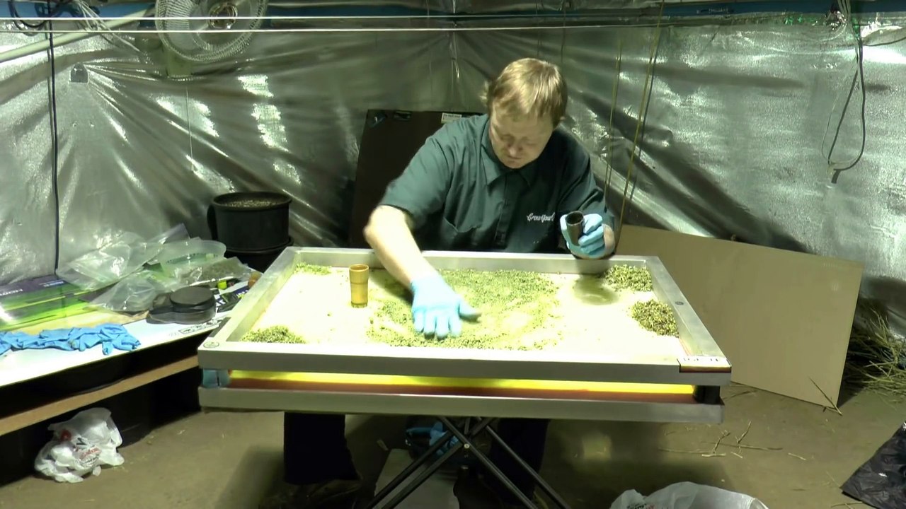 50 Grams Of Bud Get me 2 3 Grams Of 99 9