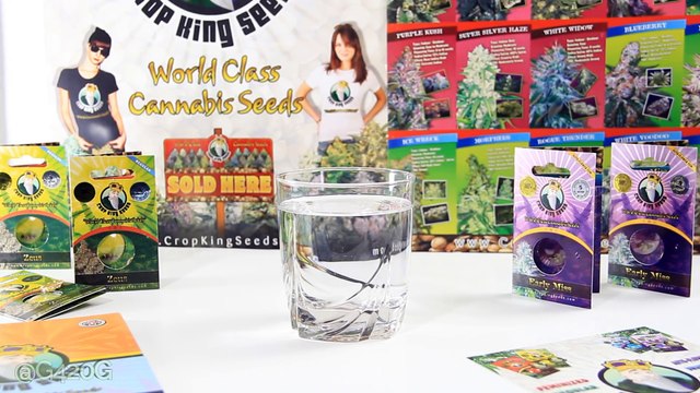 How to Germinate Crop King Seeds