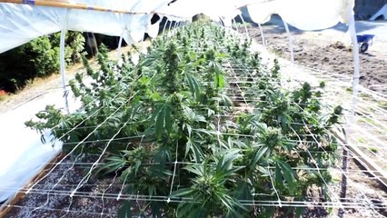 Inside Emerald Family Farms