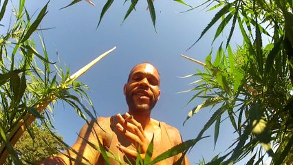 African American Cannabis Farmer Outdoor Cultivation