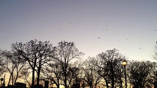 Five Seconds of the Loring Park Crow Roost