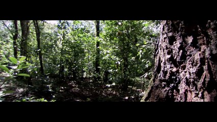 BBC Natural World 2006 - Ant Attack