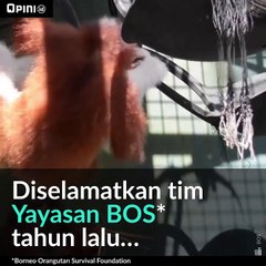 Rumah Baru Orangutan Albino