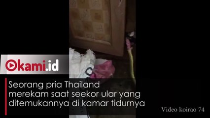 Video Detik-detik Ular Makan Pakaian Dalam  Sang Istri