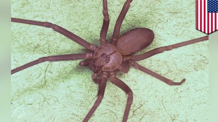 睡眠中にできた体の腫れ…原因は50匹以上の毒グモ 米 - トモニュース