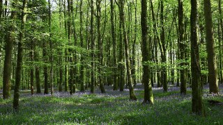 1 Hour Nature Sounds Relaxation Meditation-Birdsong-Natural Sound of the Forest Birds Singing