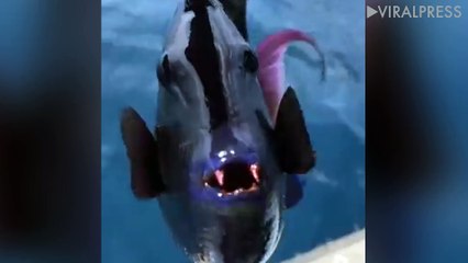 Piranha Shows Off Its Teeth