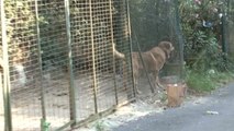 Adnan Oktar'ın Kedicikleri Gitti, Villanın Önündeki Köpek Kaldı