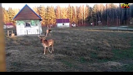 Very funny moments!Try Not To Laugh Challenge! laughed to death!!Children do not watch