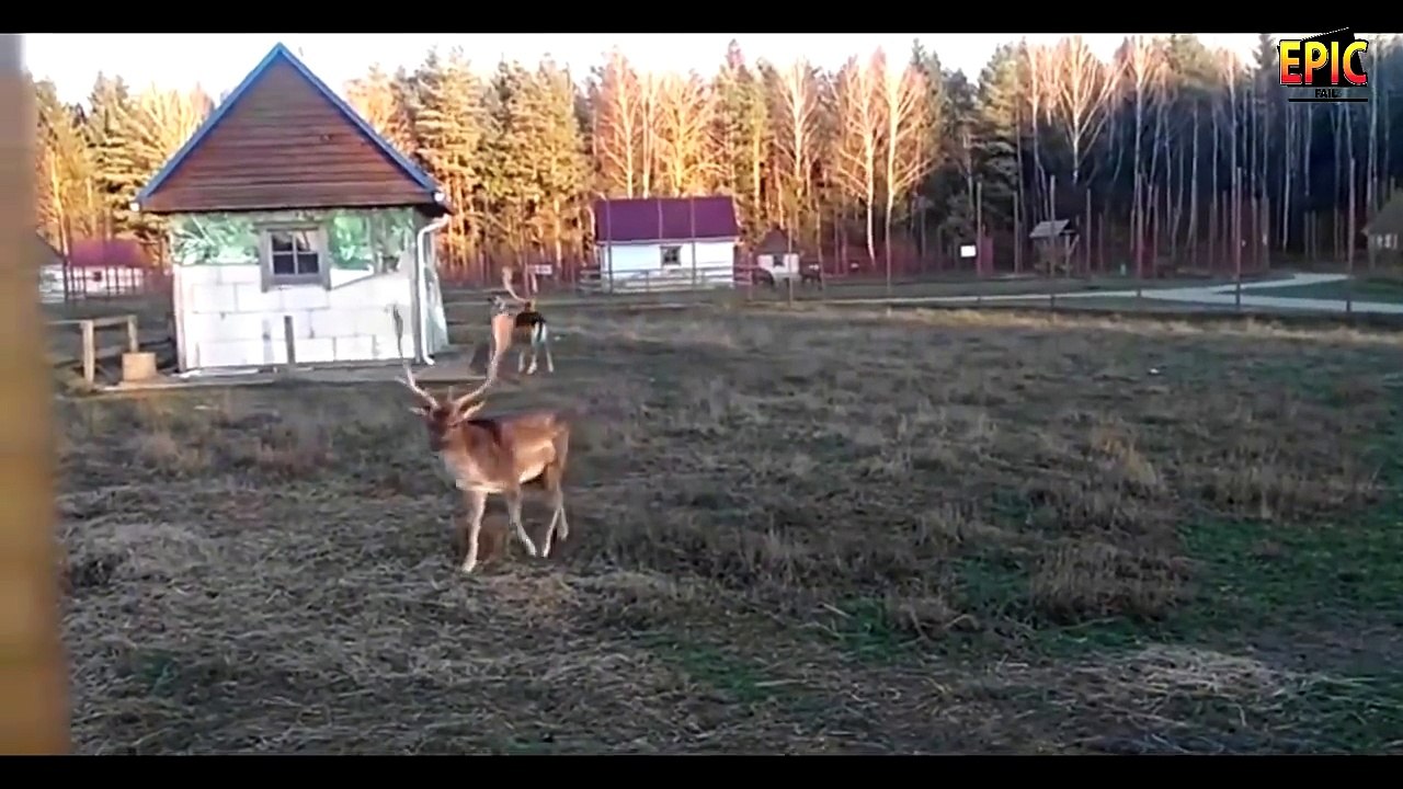 Very funny moments!Try Not To Laugh Challenge! laughed to death!!Children do not watch