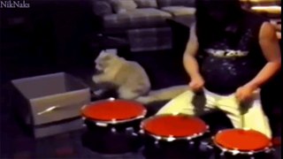 Best of Cats in 2 Minutes - Funny cats compilation - YouTube