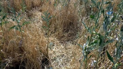 Minik Leyla’nın elbiseleri tarlada bulundu