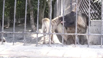 Yaralı "Zeytin" Bakım Merkezinde Tedavi Edildi