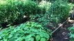 Jim Cramer Gives a Sneak Peek Into His Garden