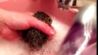 Baby squirrel bath