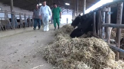 Video herunterladen: Eğitim ve Aşılama Çalışmalarıyla Buzağı Ölümleri 2 Yılda Yüzde 50 Oranında Geriledi