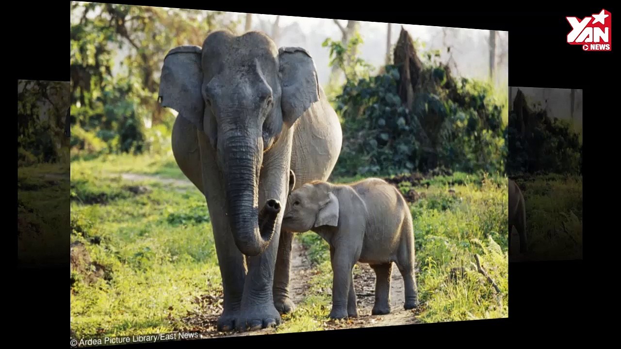 Tan chảy với hình ảnh những bé thú cưng đang chập chững vào đời