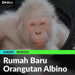 Rumah Baru Orangutan Albino