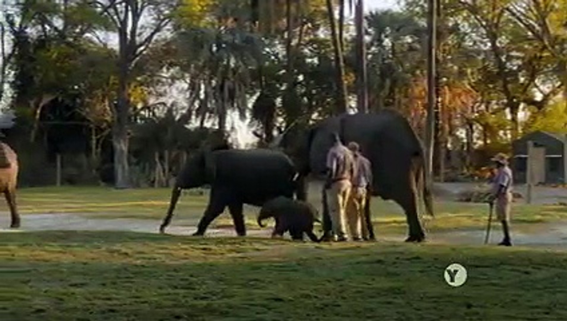 Follow an elephant calf in its first year of life (Full Episode) Happy Baby  Elephant
