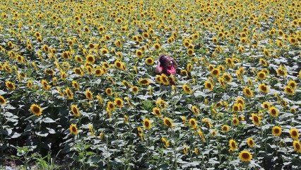 Ayçiçeği tarlalarında foto safari - EDİRNE