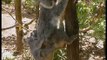 Wildest Australia - The Secrets of Nature