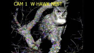 Eaglecrest Wildlife Great Horned Owl Hoot 1-29-13