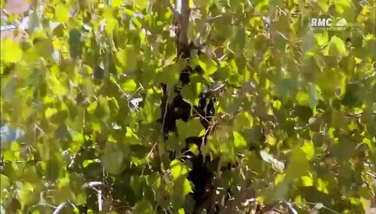 face a la nature le grand test 1 - Tornades et abeilles tueuses