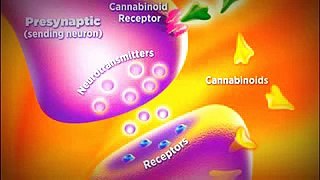 How Cannabinoids Cause Cancer Cells to Die