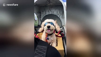 Adorable puppy goes for a plane ride with owner