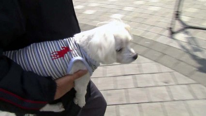 야생 진드기 감염병, 반려견에서도 검출 "2차 감염 가능성" / YTN