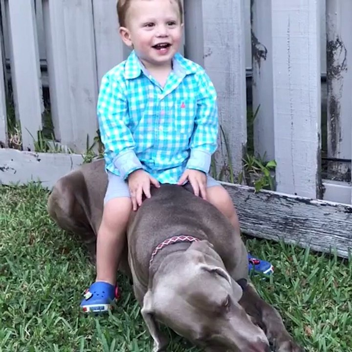 I like big dogs and I cannot lie...