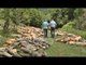 Ora News - Prerja e paligjshme e pyjeve, fenomen shqetësues në Dardhë