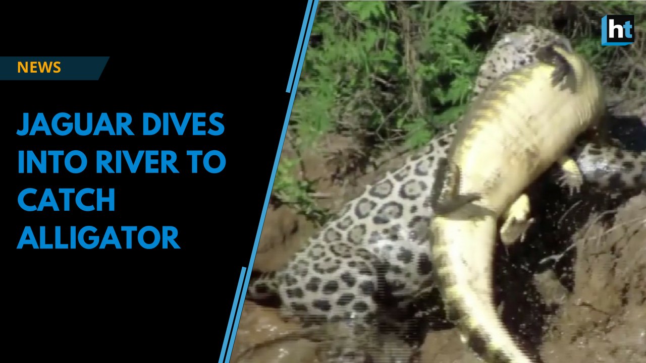 Jaguar Dives into River to Catch Alligator video Dailymotion