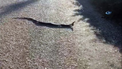 Yılanların dansı görenleri şaşırttı